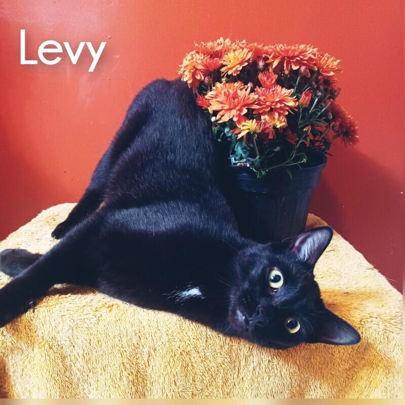 Levy — thumbnail 5