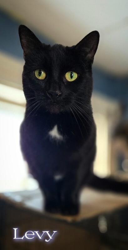 Enlarge Levy, a Adoptable Domestic Short Hair in Adrian, MI image 6/6
