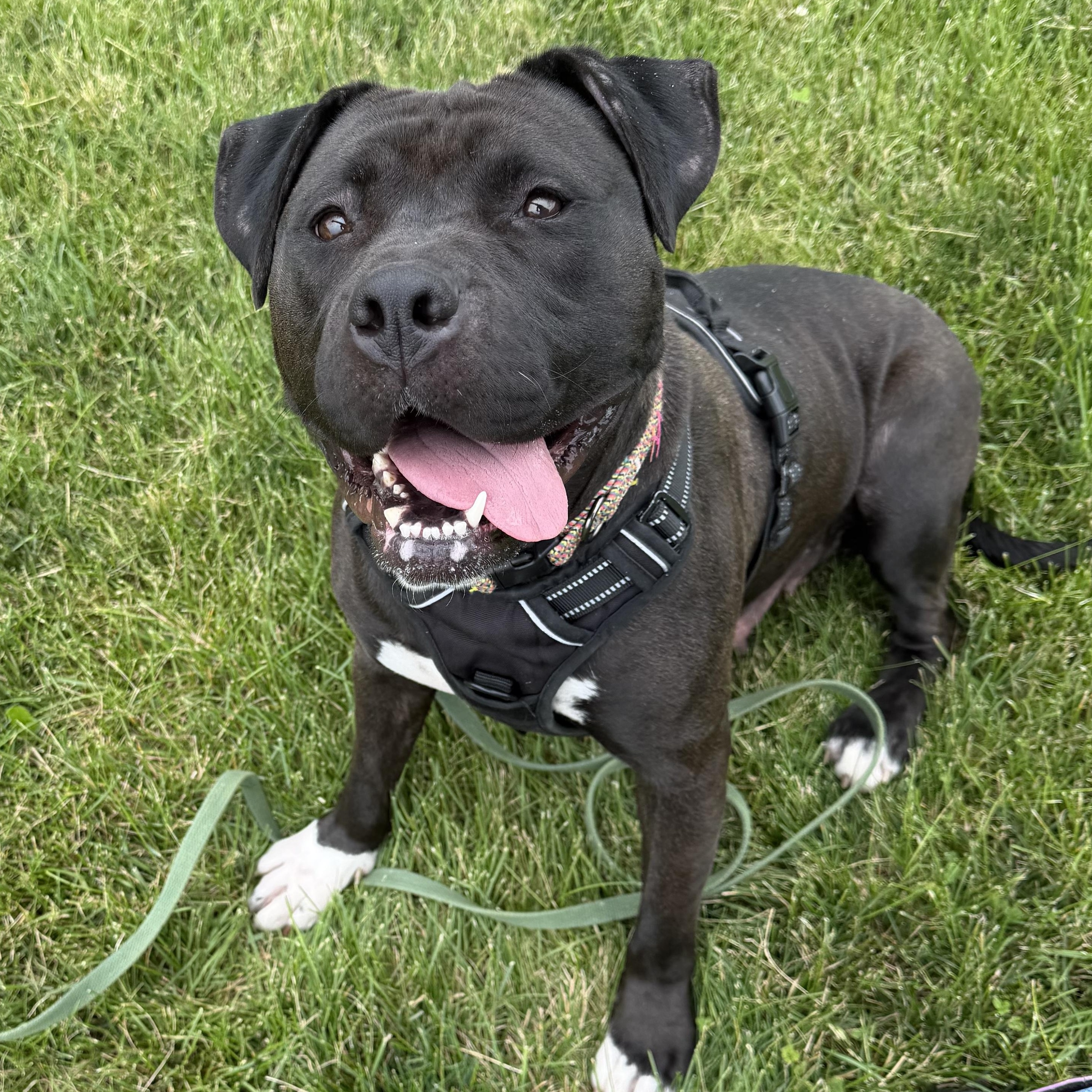 Rozea, ADOPTABLE, Adult Female Pit Bull Terrier.