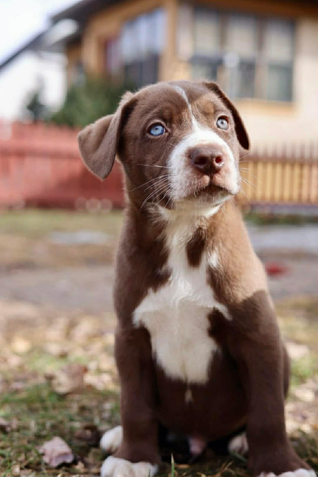 Enlarge Bjorn, a Adoptable American Staffordshire Terrier in Duluth, MN image 2/3