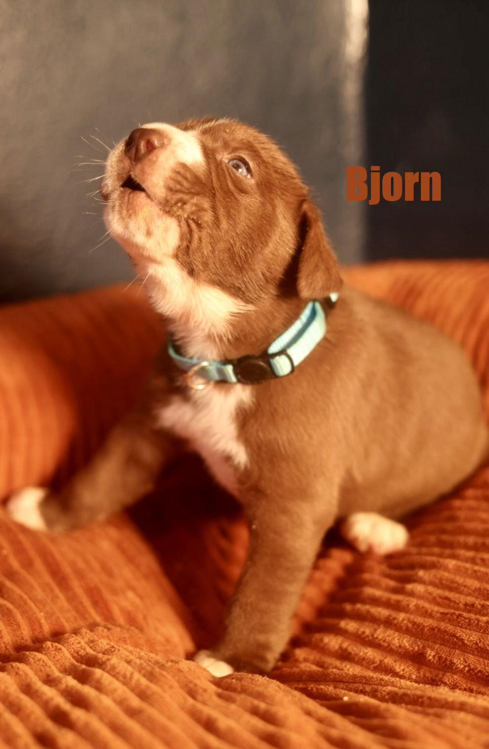 Enlarge Bjorn, a Adoptable American Staffordshire Terrier in Duluth, MN image 3/3