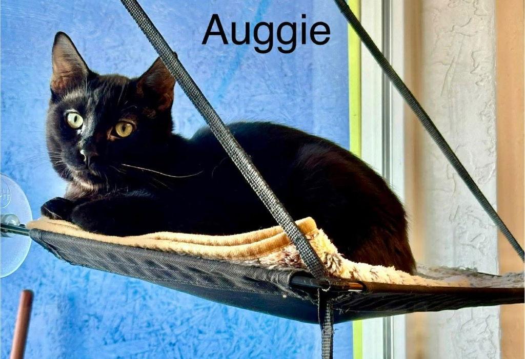 Auggie, Adoptable, Young Male Domestic Short Hair.