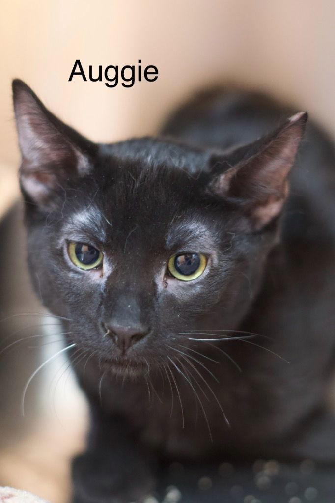 Auggie, Adoptable, Young Male Domestic Short Hair.
