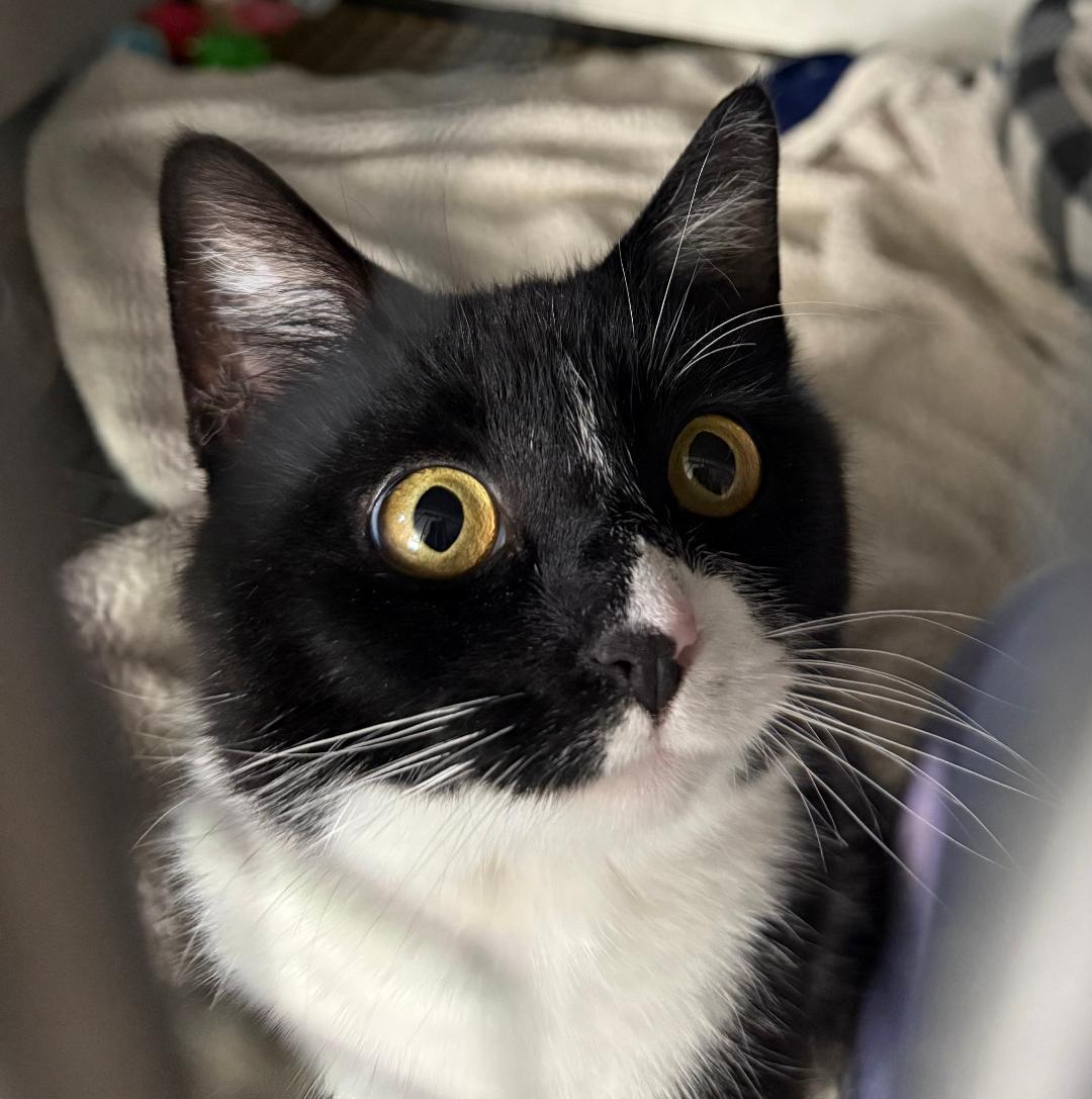 Enlarge RUBY, a ADOPTABLE Domestic Short Hair in Gresham, WI image 1/1