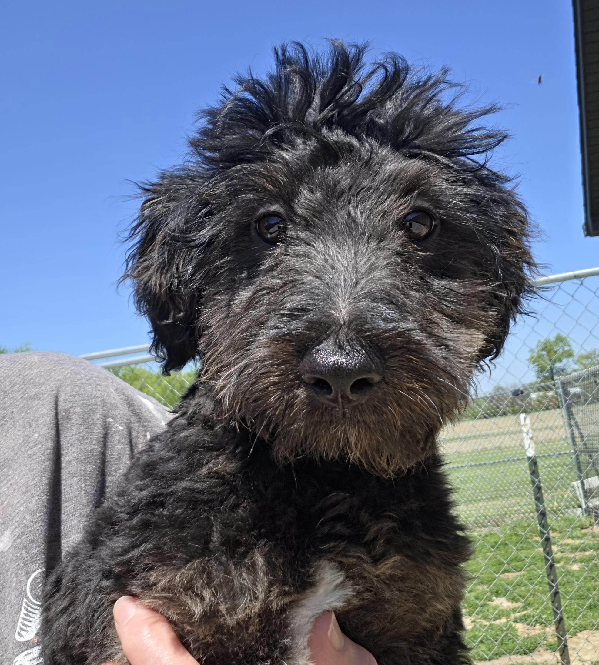 Enlarge Parkle, a ADOPTABLE mixed breed in Terre Haute, IN image 3/3