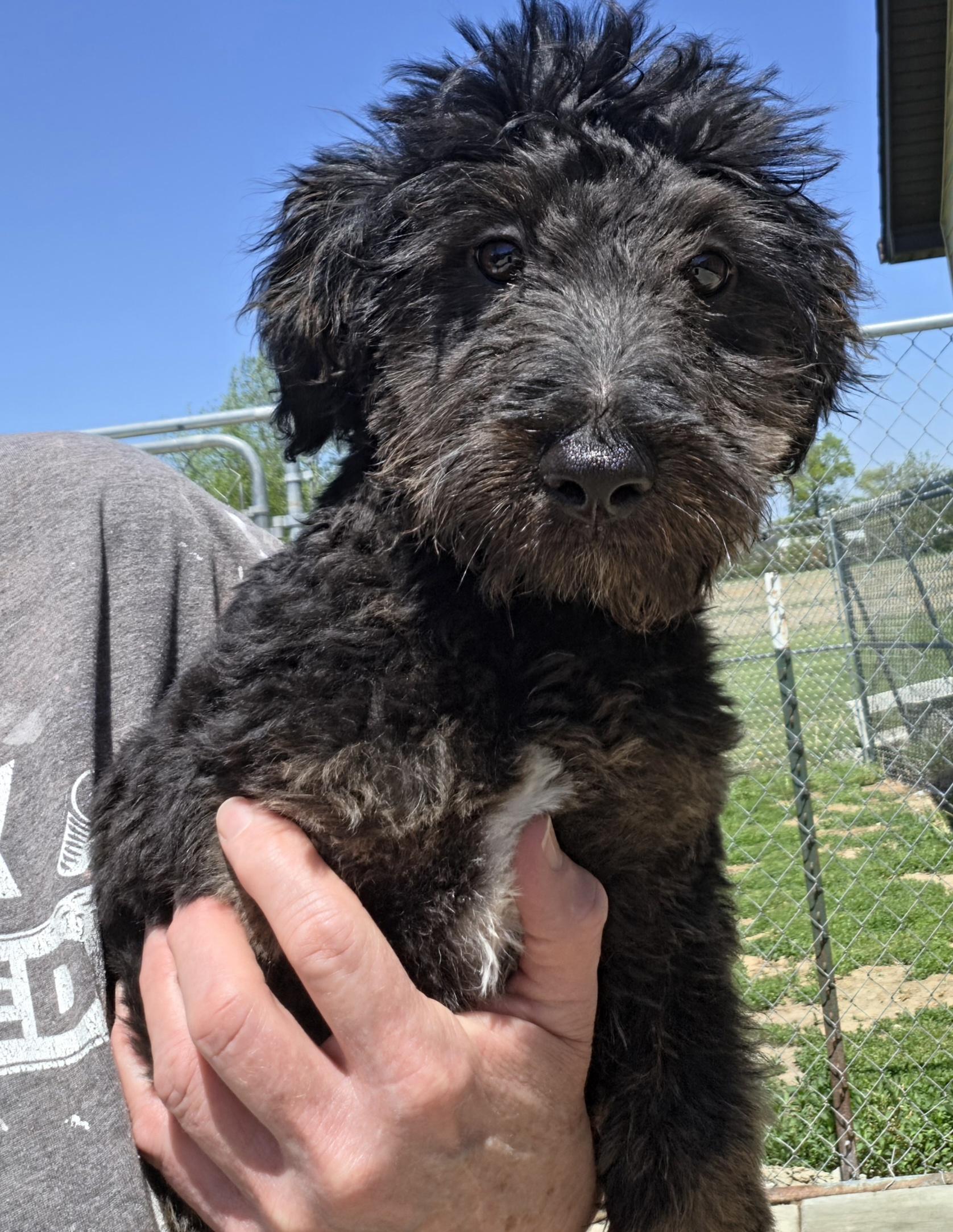 Enlarge Parkle, a ADOPTABLE mixed breed in Terre Haute, IN image 2/3