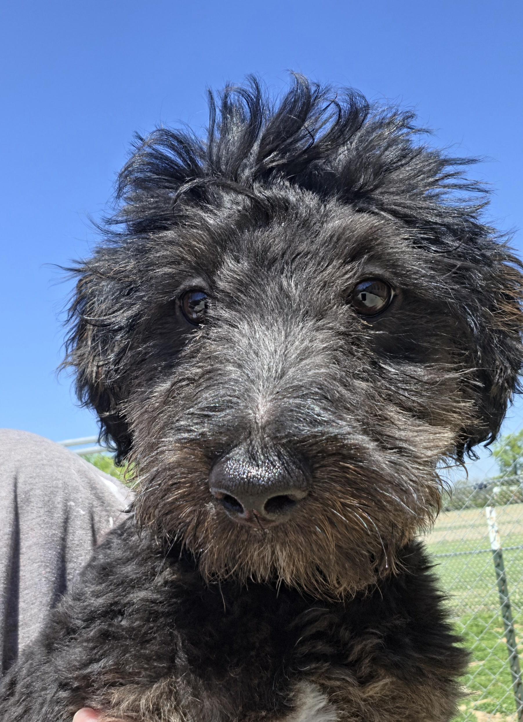Enlarge Parkle, a ADOPTABLE mixed breed in Terre Haute, IN image 1/3
