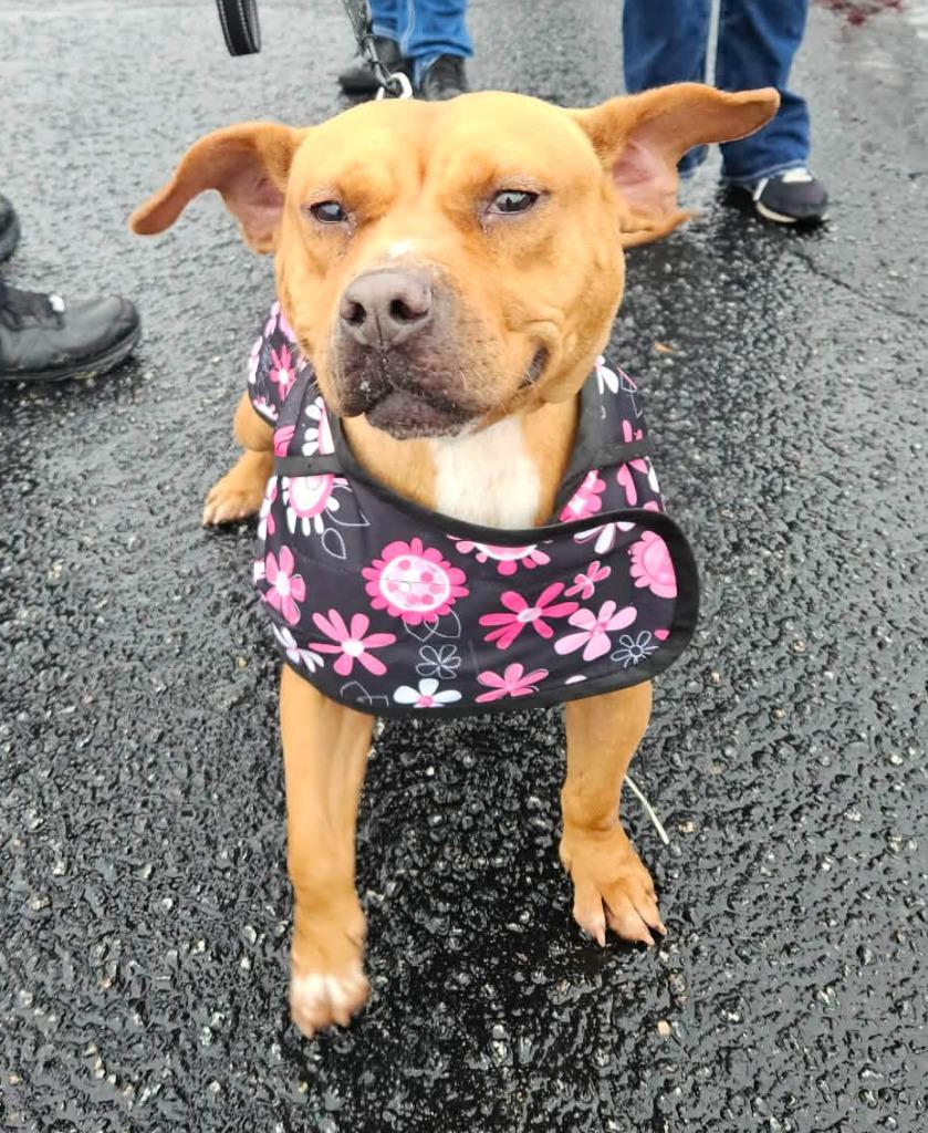 Enlarge Blythe (aka Block), a Adoptable mixed breed in Hartsville, SC image 1/6