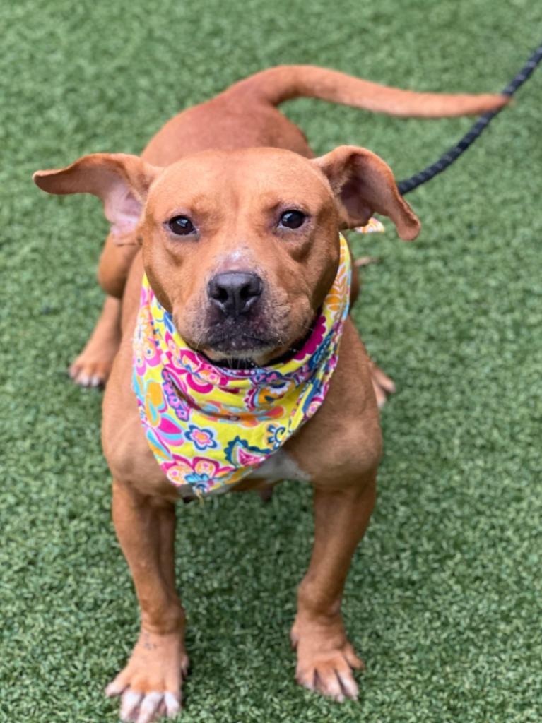 Enlarge Blythe (aka Block), a Adoptable mixed breed in Hartsville, SC image 2/6