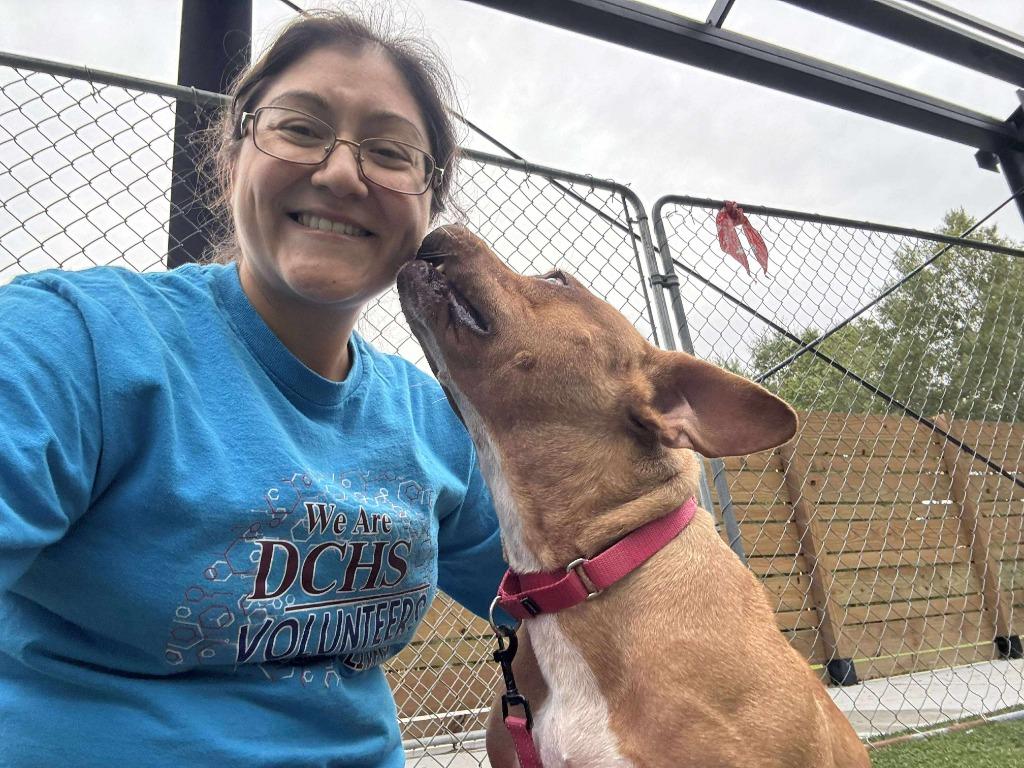 Enlarge Blythe (aka Block), a Adoptable mixed breed in Hartsville, SC image 3/6