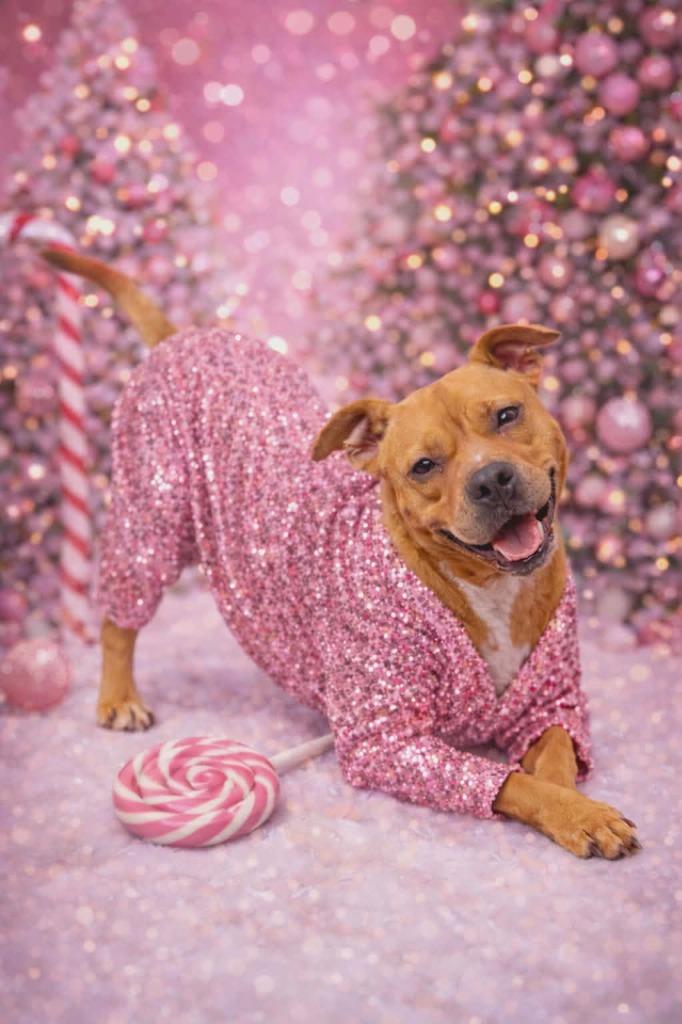 Enlarge Blythe (aka Block), a Adoptable mixed breed in Hartsville, SC image 4/6