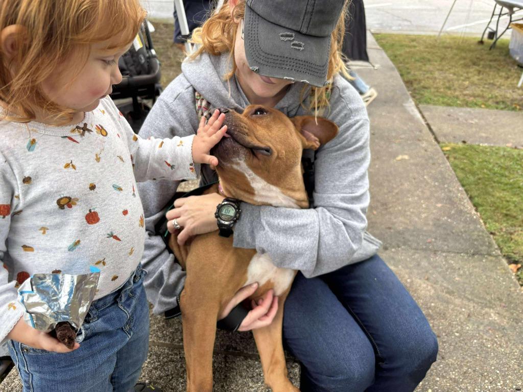 Enlarge Blythe (aka Block), a Adoptable mixed breed in Hartsville, SC image 5/6