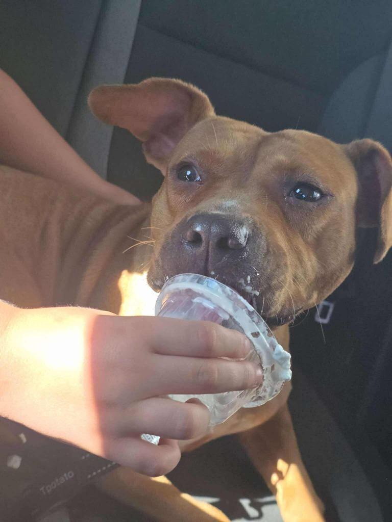 Enlarge Blythe (aka Block), a Adoptable mixed breed in Hartsville, SC image 6/6