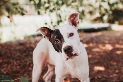 07017B Sweet Pea, Adoptable, Adult Female Terrier & Mixed Breed.