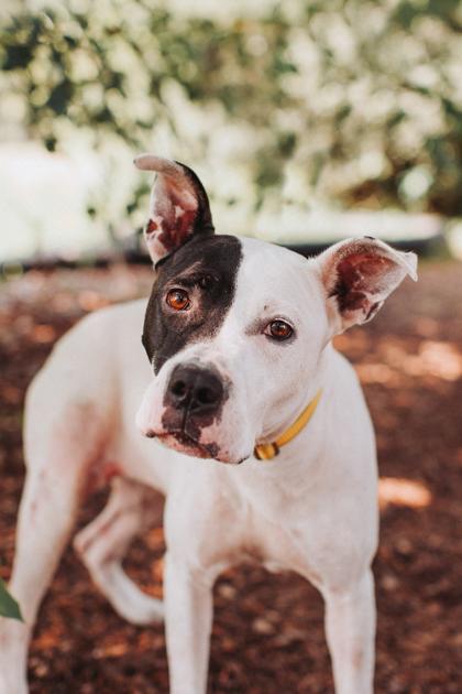 Enlarge 07017B Sweet Pea, a Adoptable mixed breed in North Charleston, SC image 2/3