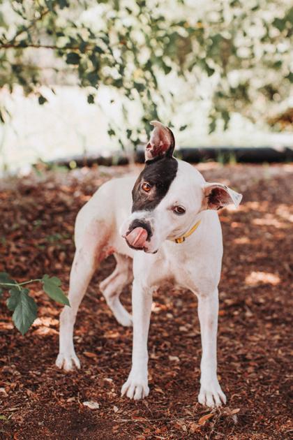 Enlarge 07017B Sweet Pea, a Adoptable mixed breed in North Charleston, SC image 3/3