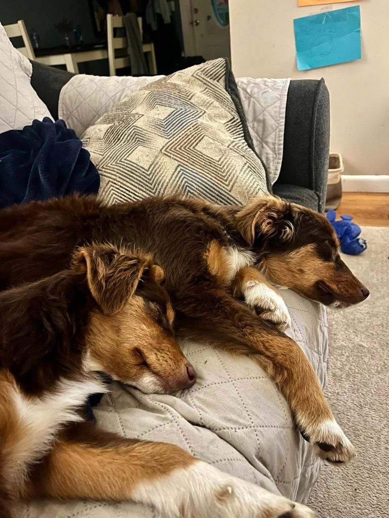 Olivia, Adopted, Young Female Australian Shepherd & Mixed Breed.