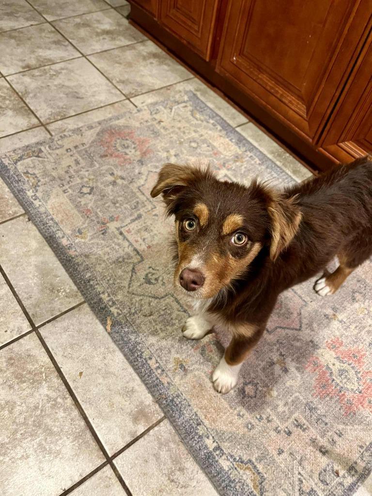 Enlarge Olivia, a Adopted mixed breed in Sprakers, NY image 2/2