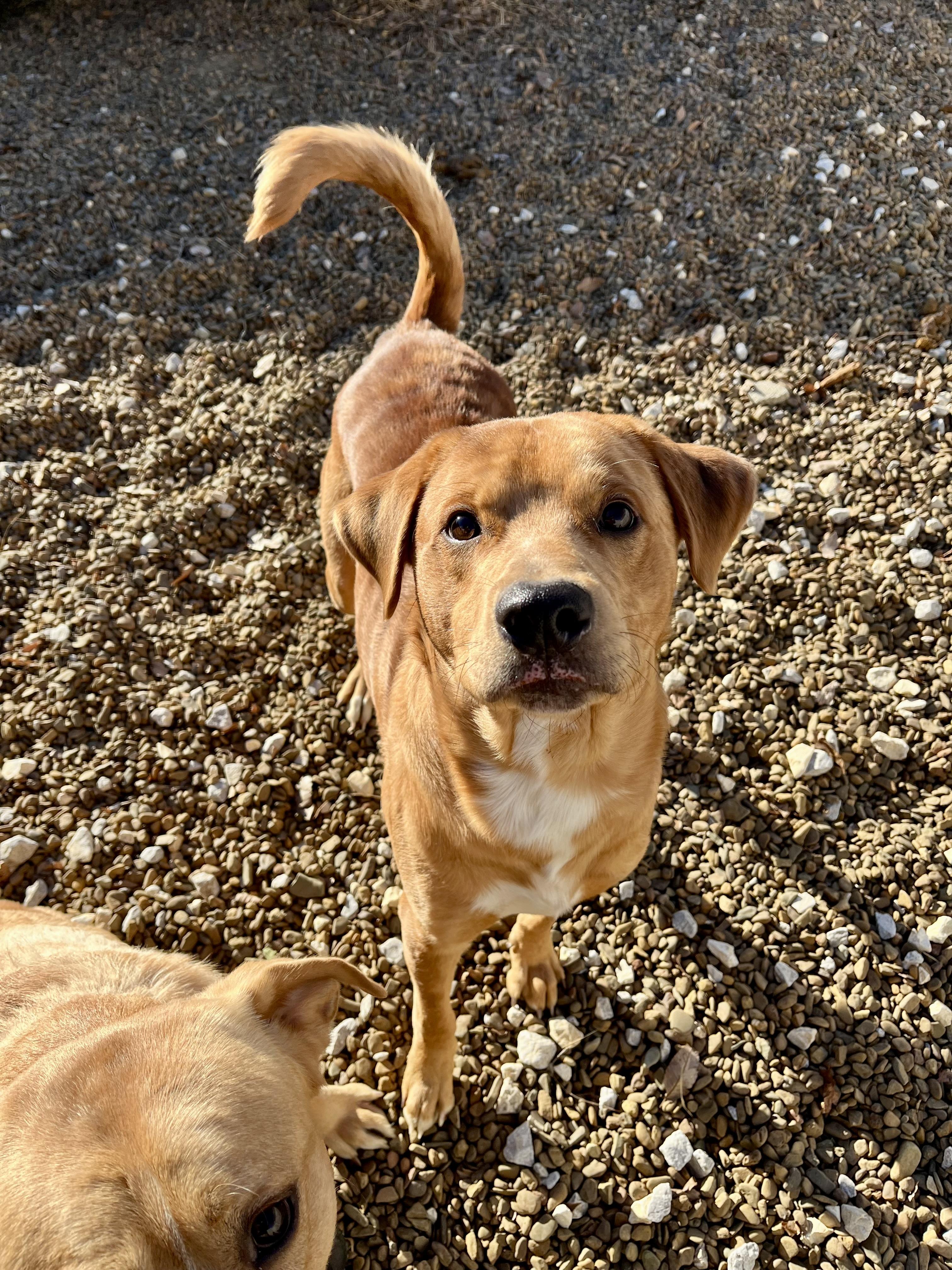 Enlarge Drake, a ADOPTABLE mixed breed in Centerton, AR image 1/1