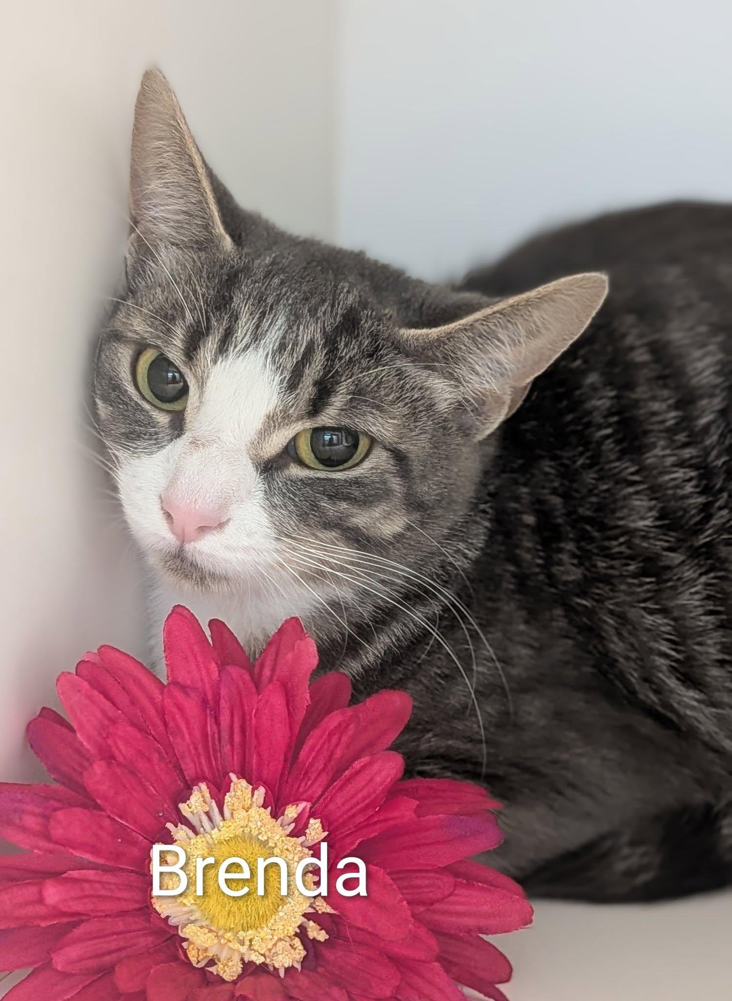 Brenda, ADOPTABLE, Adult Female Domestic Short Hair.