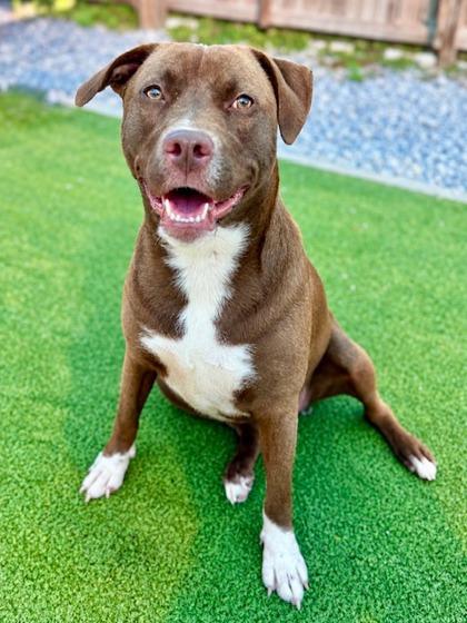 Enlarge Venus/Shine, a Adoptable mixed breed in Port Saint Joe, FL image 1/2