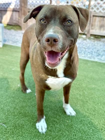 Enlarge Venus/Shine, a Adoptable mixed breed in Port Saint Joe, FL image 2/2