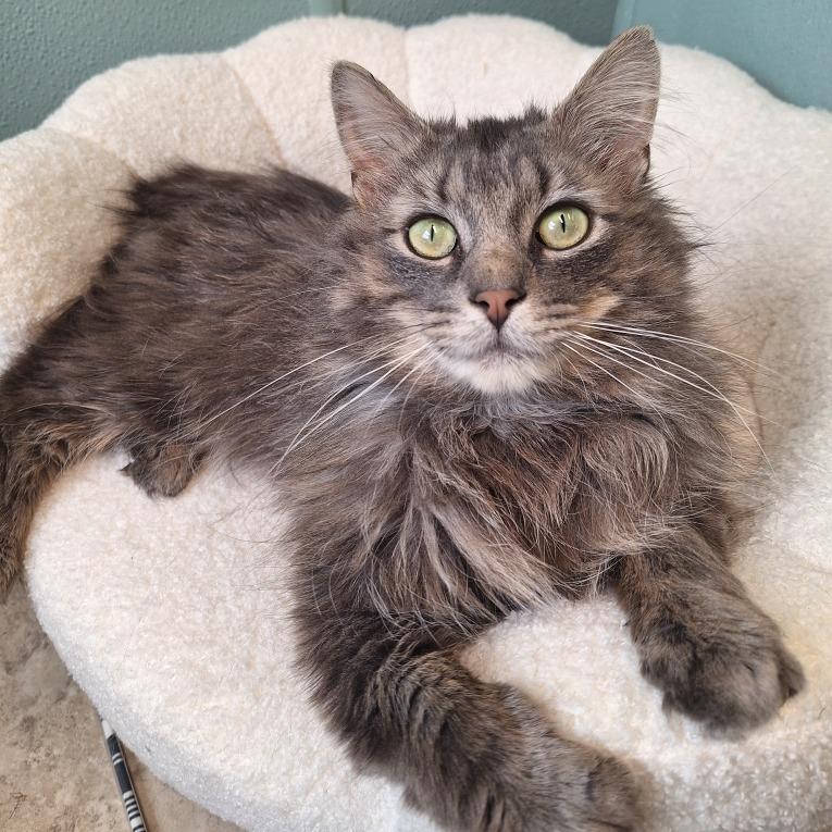 Biscuits, Adoptable, Adult Male Domestic Long Hair.