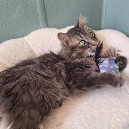 Enlarge Biscuits, a Adoptable Domestic Long Hair in Attica, NY image 2/3