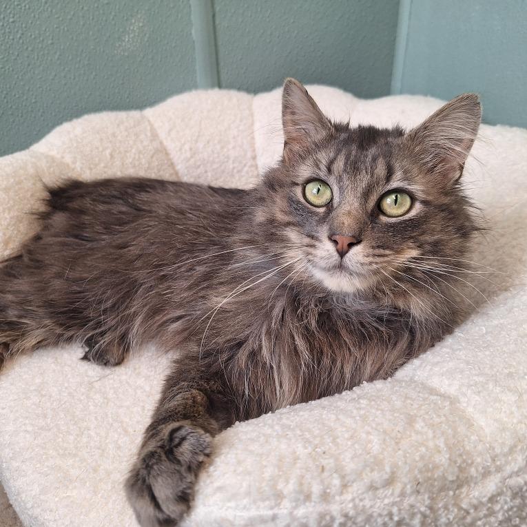 Enlarge Biscuits, a Adoptable Domestic Long Hair in Attica, NY image 3/3