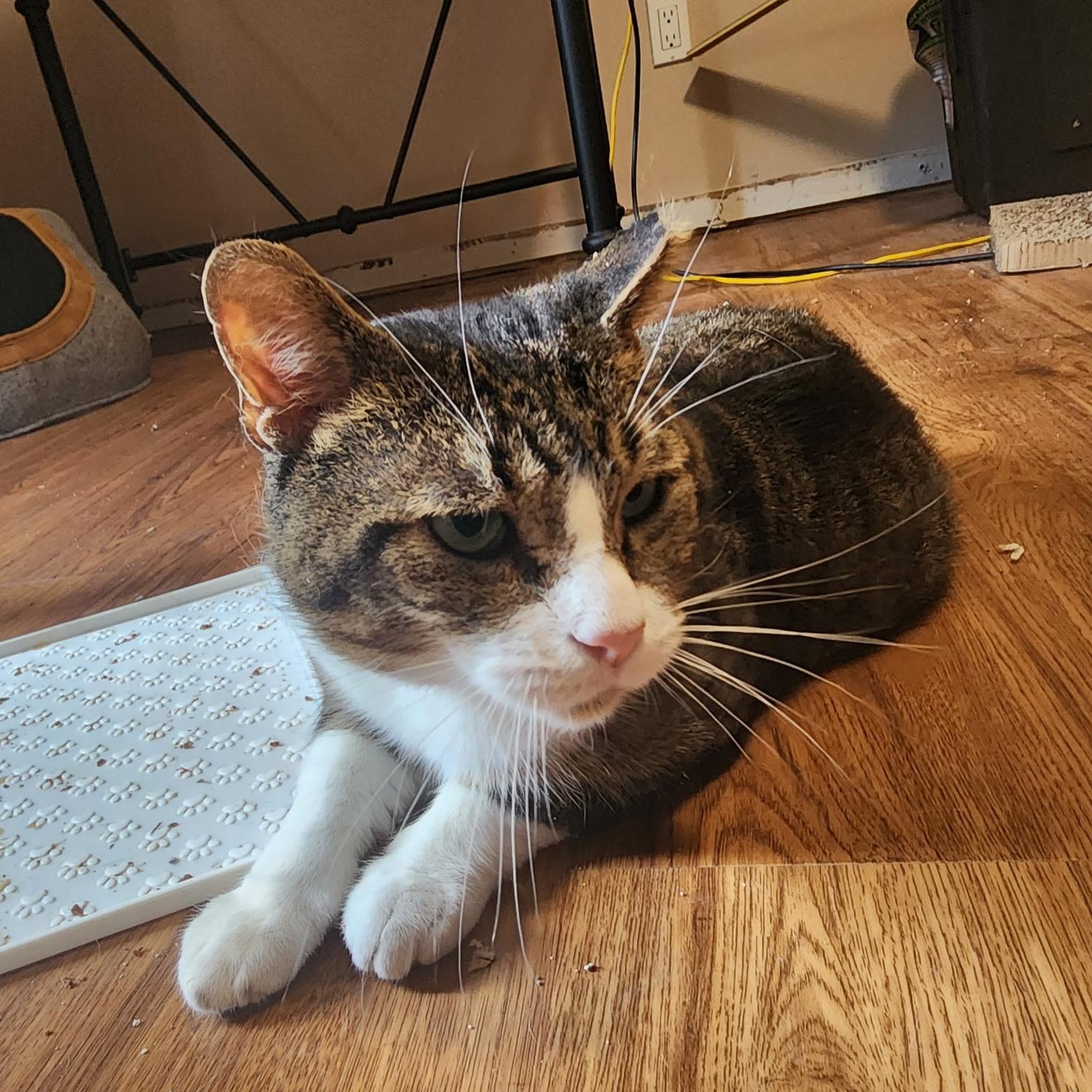 Sinatra, Adoptable, Senior Male Domestic Short Hair & Tabby.