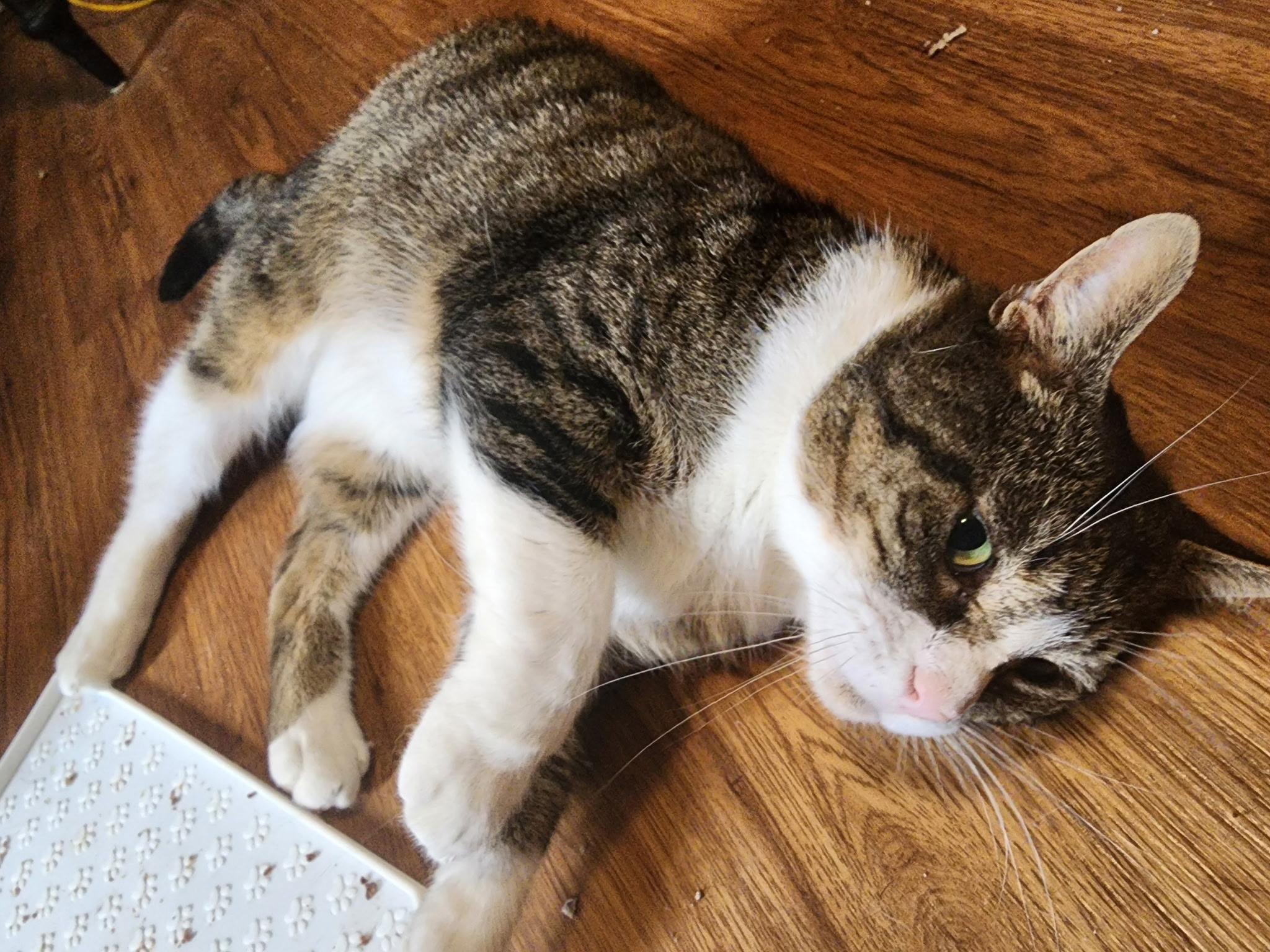 Sinatra, a Adoptable mixed breed in Rochester Hills, MI image 3/3