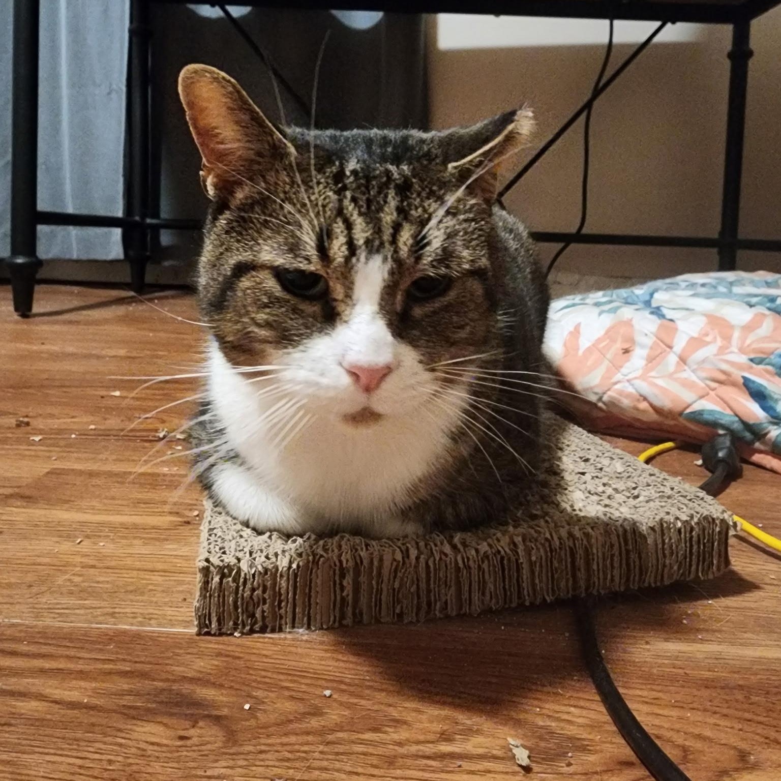 Sinatra — thumbnail 3