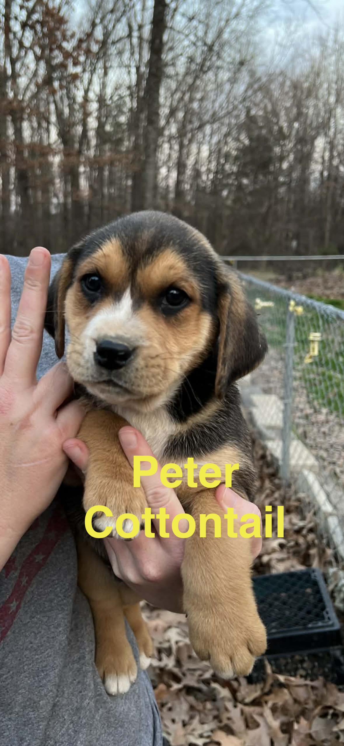 Enlarge Peter , a ADOPTABLE mixed breed in Whiting, NJ image 1/1