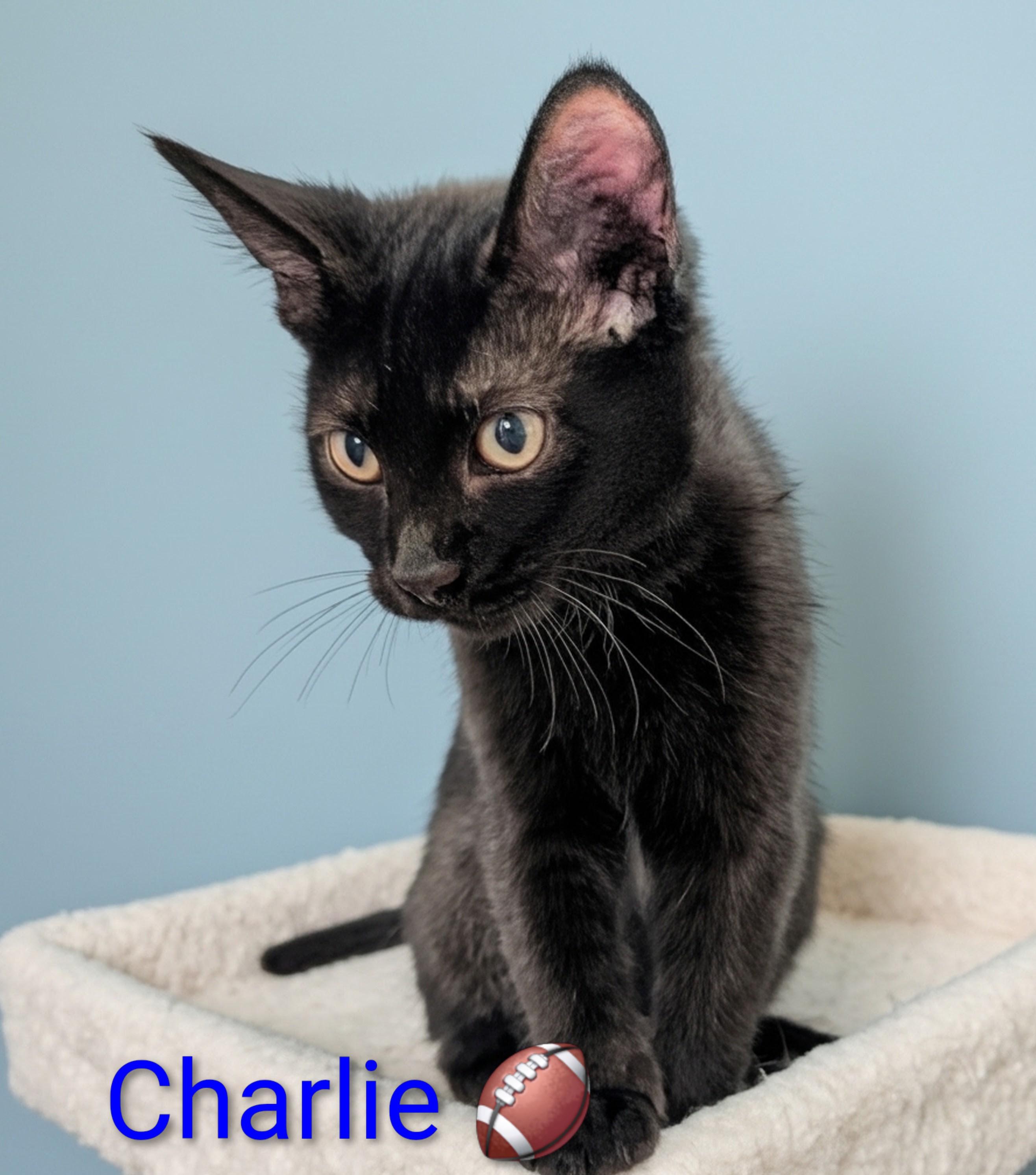 Enlarge Charlie, an adopted Domestic Short Hair in Las Vegas, NV image 1/1