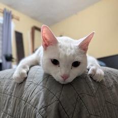Enlarge Snowball, a Adoptable Domestic Short Hair in Woodstock, GA image 1/3