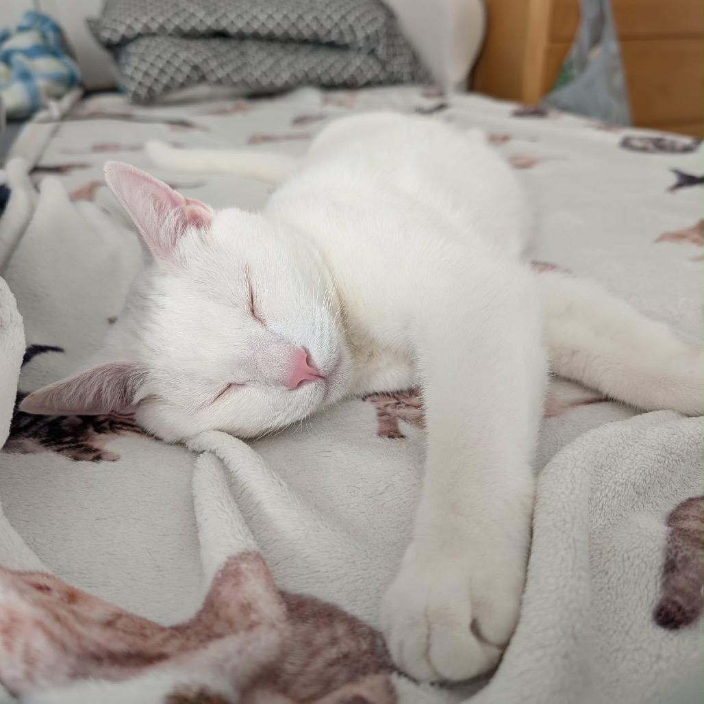 Enlarge Snowball, a Adoptable Domestic Short Hair in Woodstock, GA image 2/5