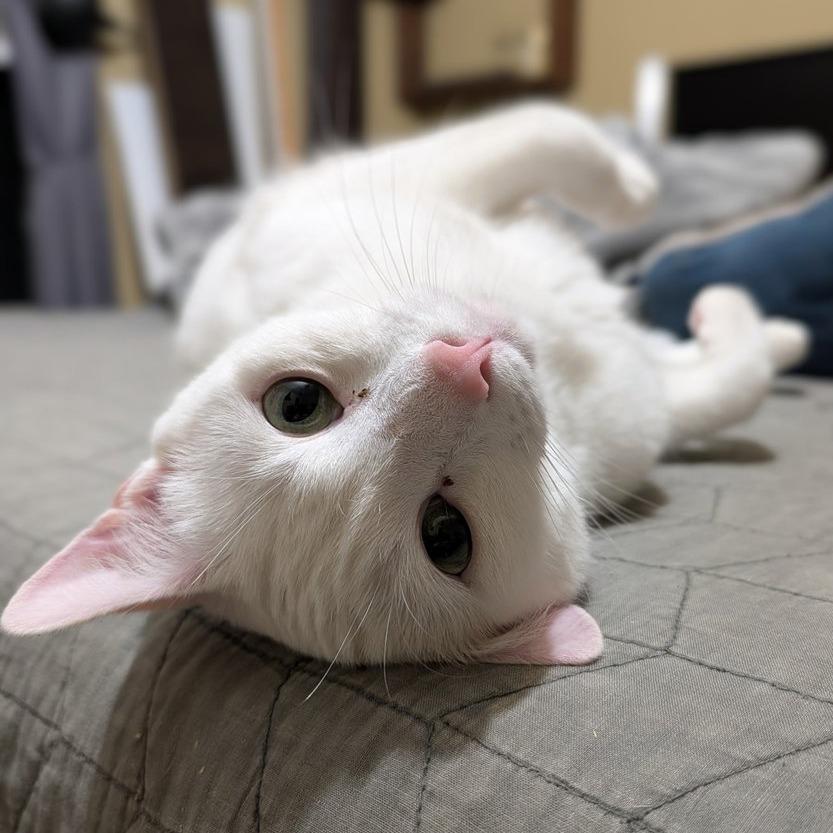 Enlarge Snowball, a Adoptable Domestic Short Hair in Woodstock, GA image 2/3