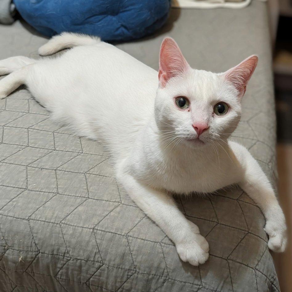 Enlarge Snowball, a Adoptable Domestic Short Hair in Woodstock, GA image 3/3