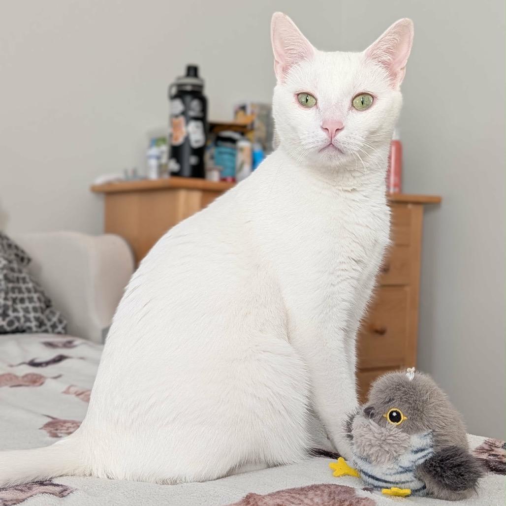 Enlarge Snowball, a Adoptable Domestic Short Hair in Woodstock, GA image 5/5