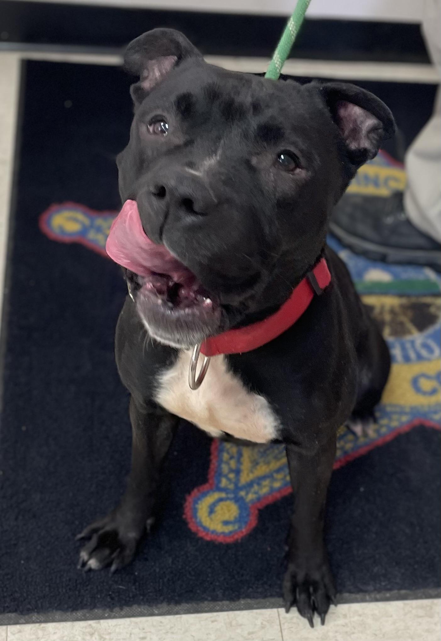 Enlarge Sasha AVAILABLE , a ADOPTABLE mixed breed in Canton, OH image 2/6