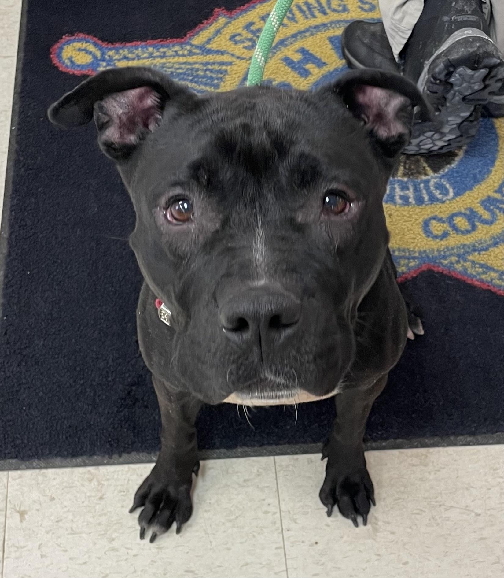 Enlarge Sasha AVAILABLE , a ADOPTABLE mixed breed in Canton, OH image 6/6