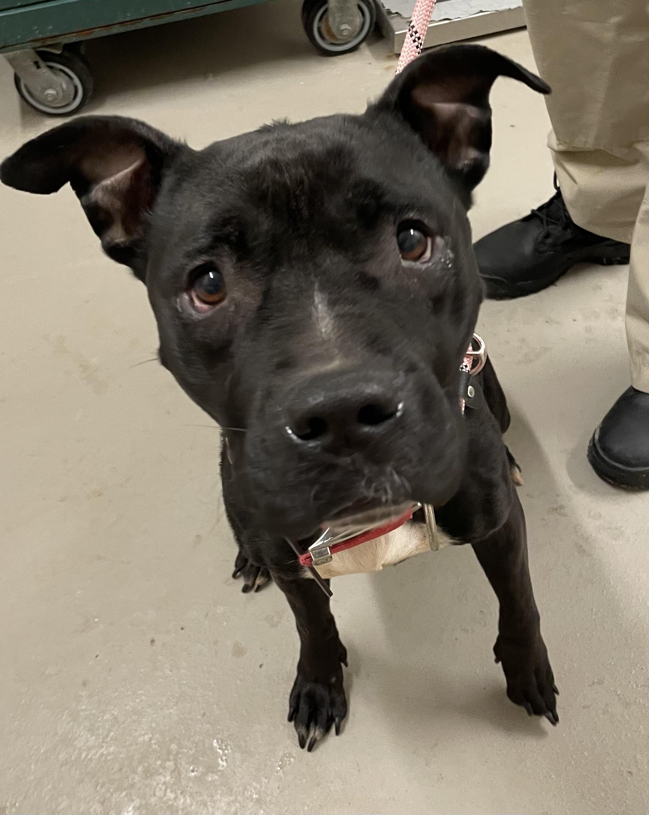 Enlarge Sasha AVAILABLE , a ADOPTABLE mixed breed in Canton, OH image 3/6