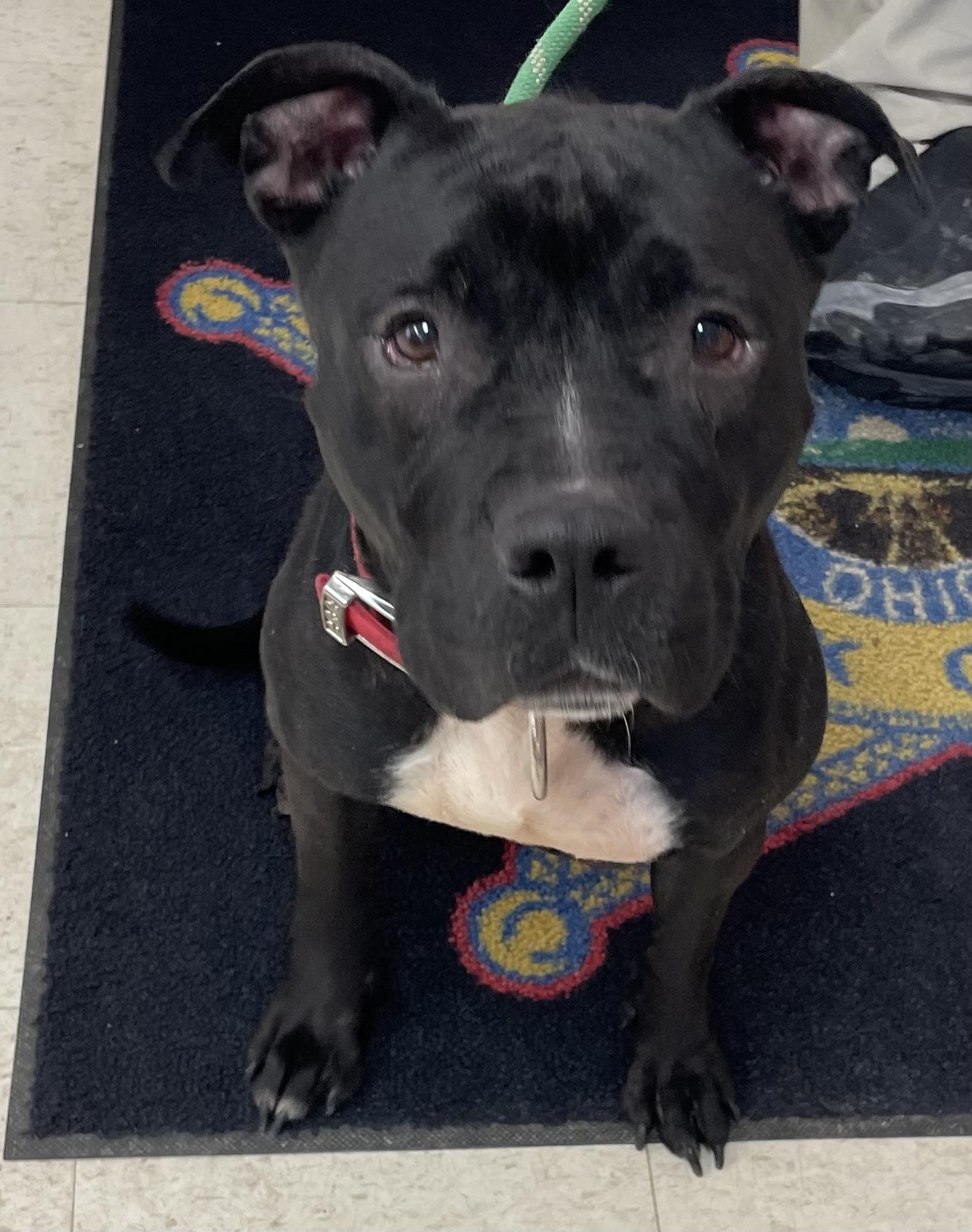 Enlarge Sasha AVAILABLE , a ADOPTABLE mixed breed in Canton, OH image 5/6