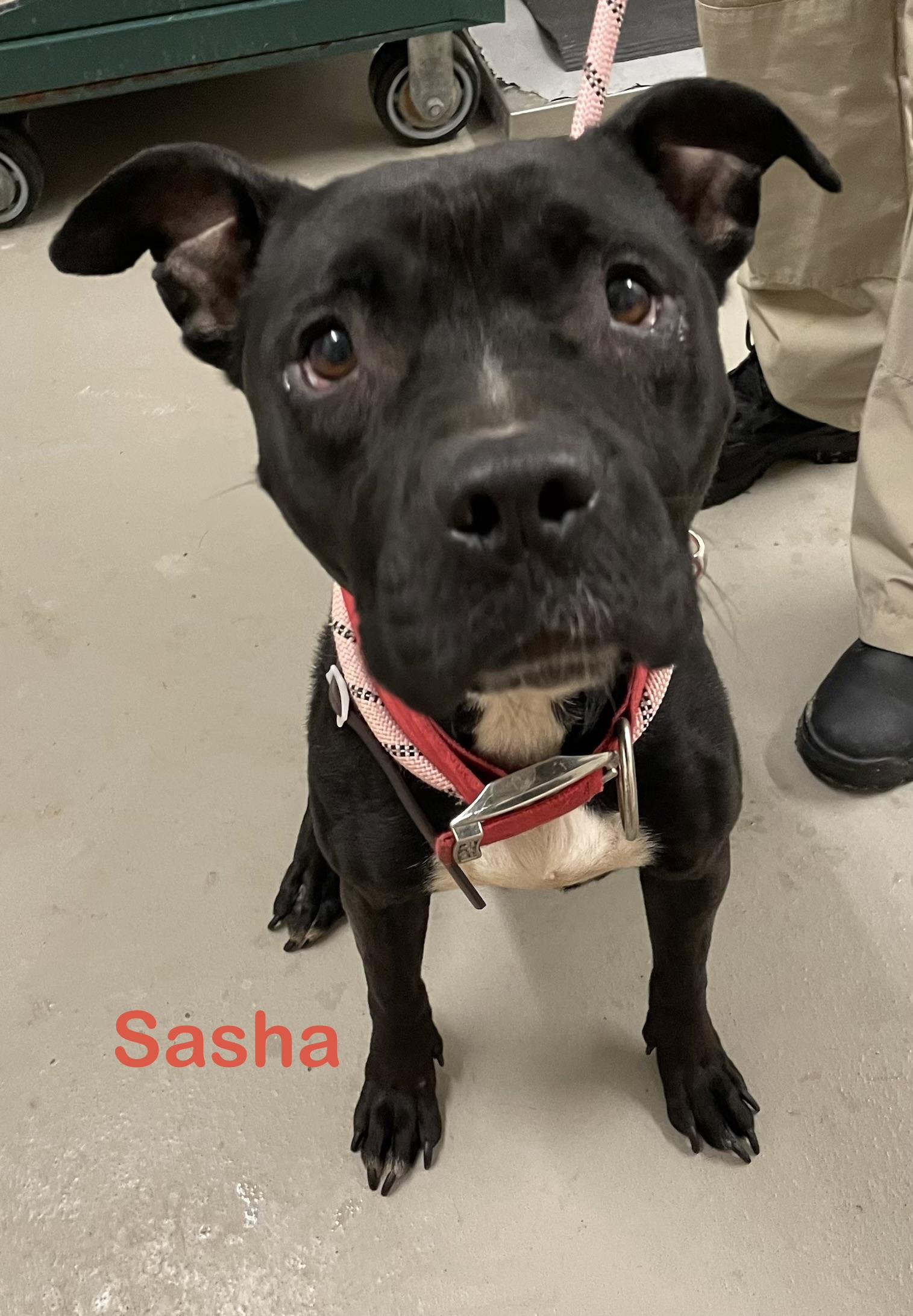 Enlarge Sasha AVAILABLE , a ADOPTABLE mixed breed in Canton, OH image 1/6