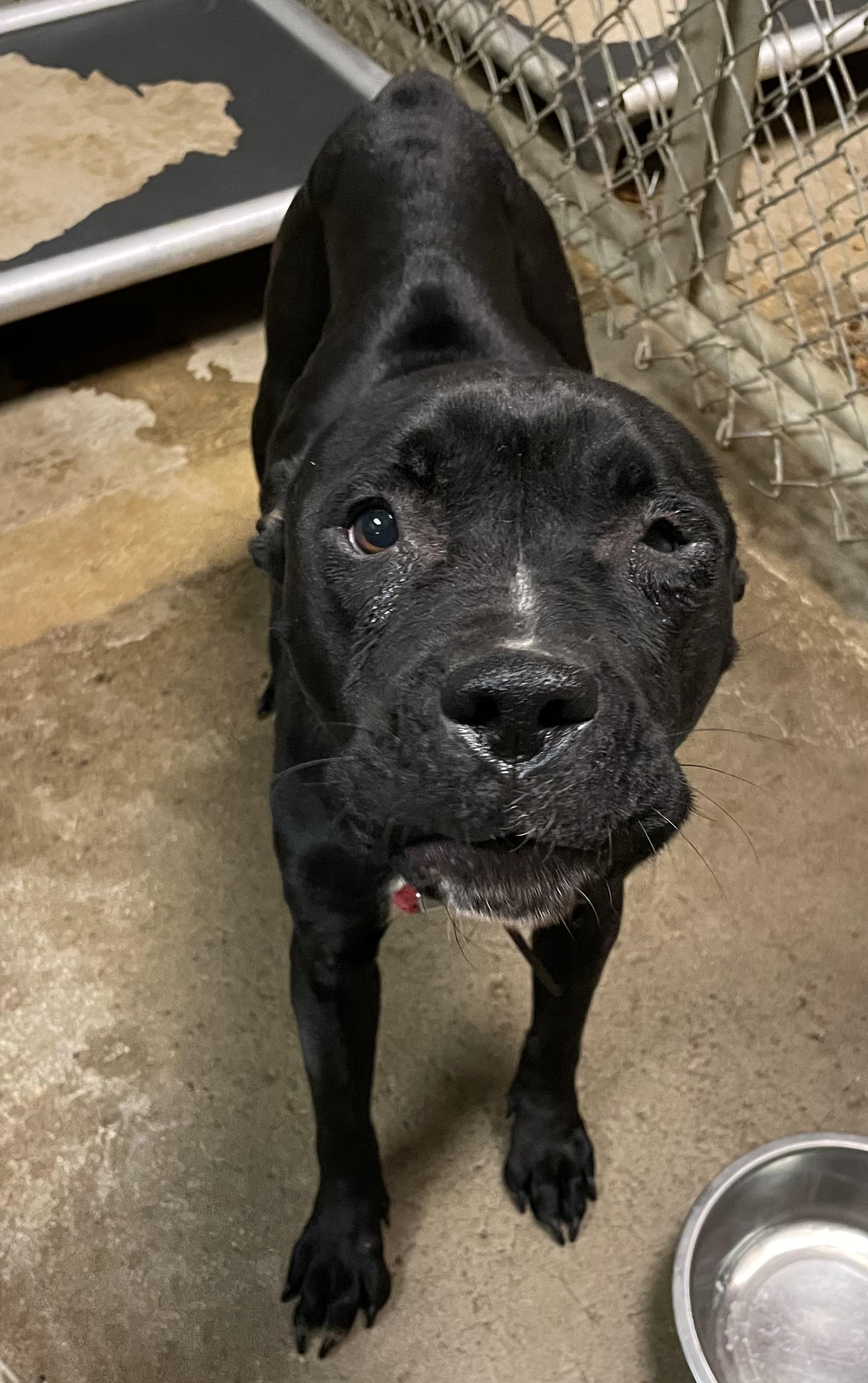 Enlarge Sasha AVAILABLE , a ADOPTABLE mixed breed in Canton, OH image 4/6