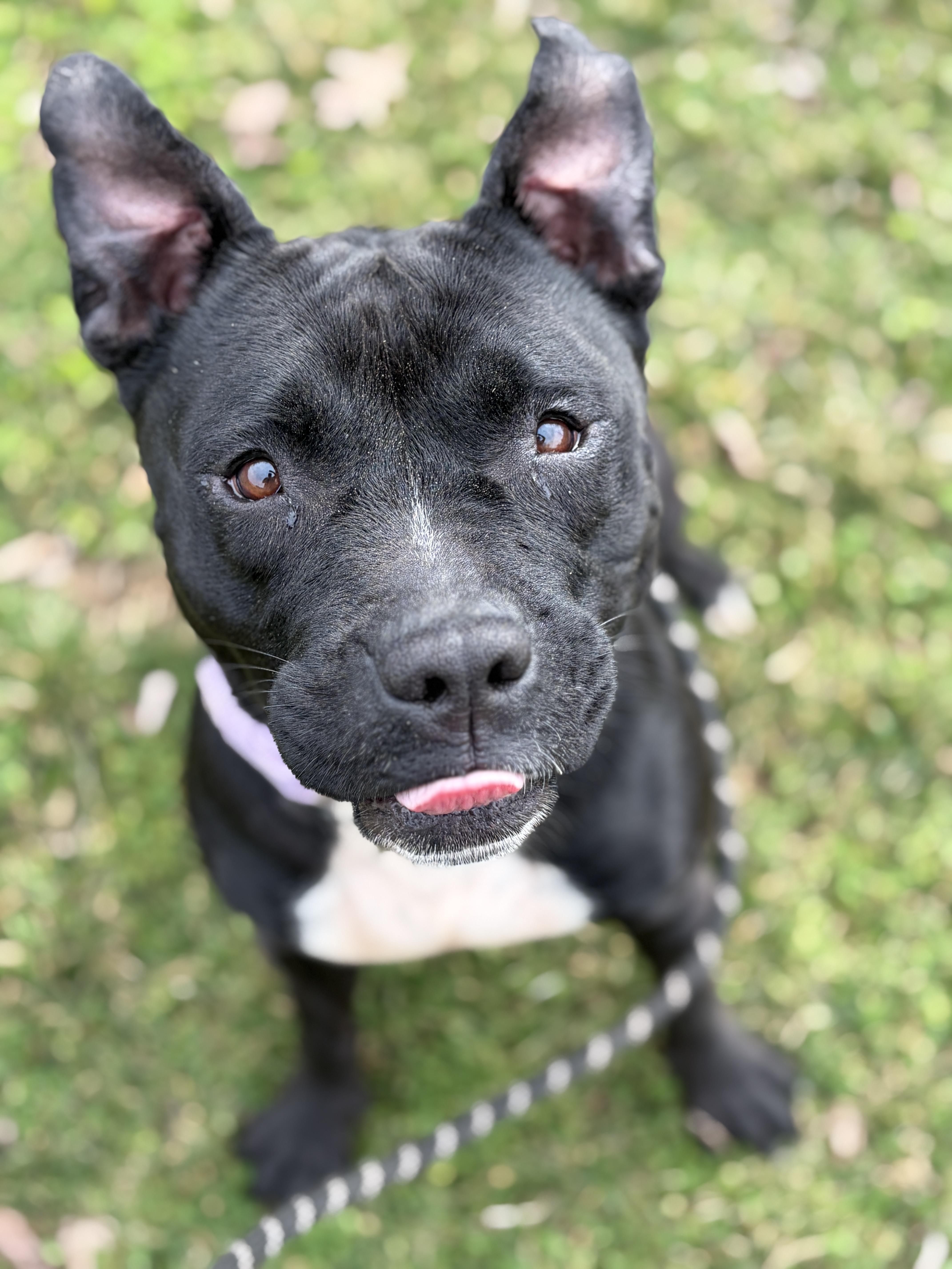 Enlarge Sasha AVAILABLE , a ADOPTABLE mixed breed in Canton, OH image 2/6