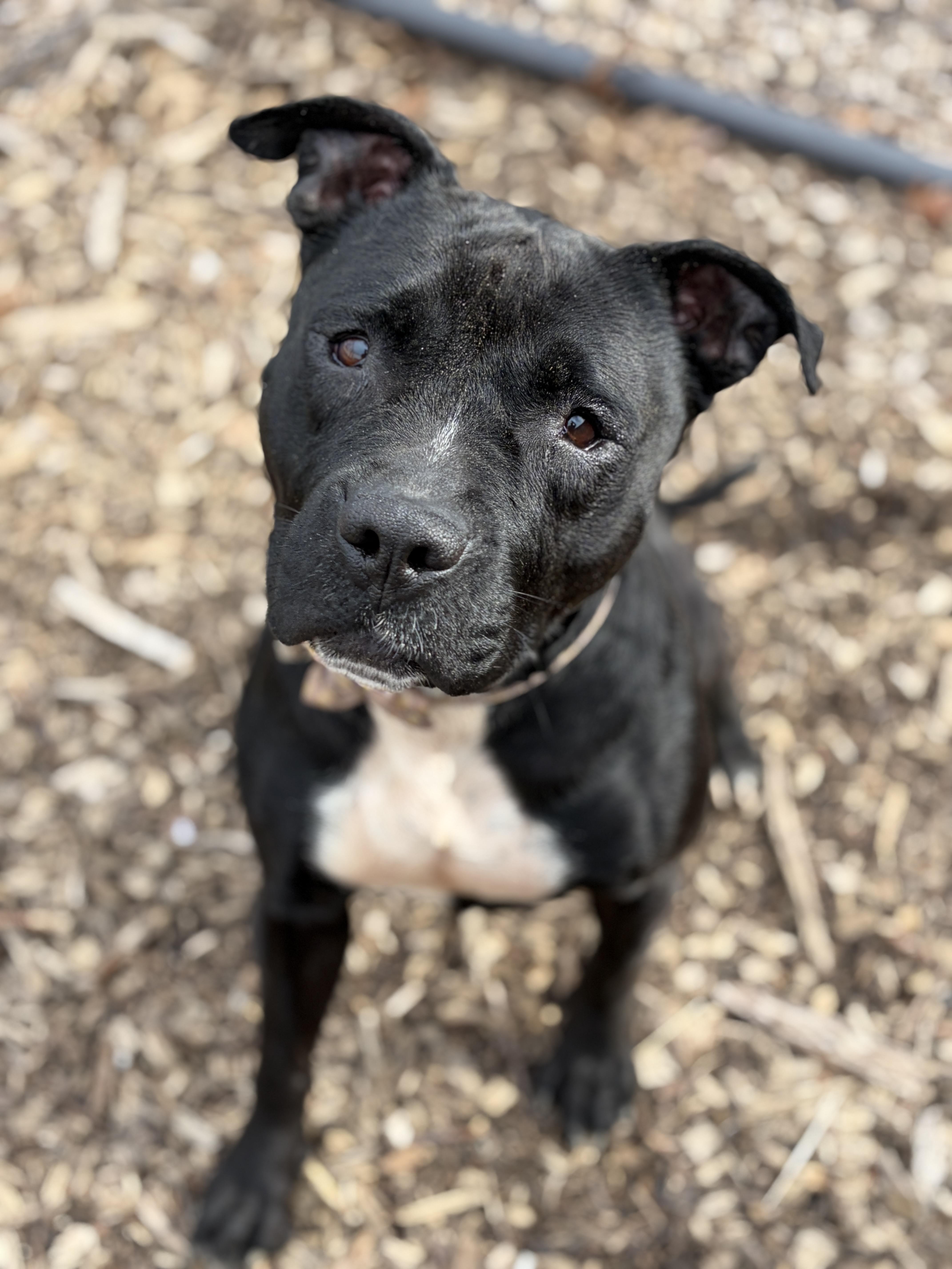 Enlarge Sasha AVAILABLE , a ADOPTABLE mixed breed in Canton, OH image 1/6