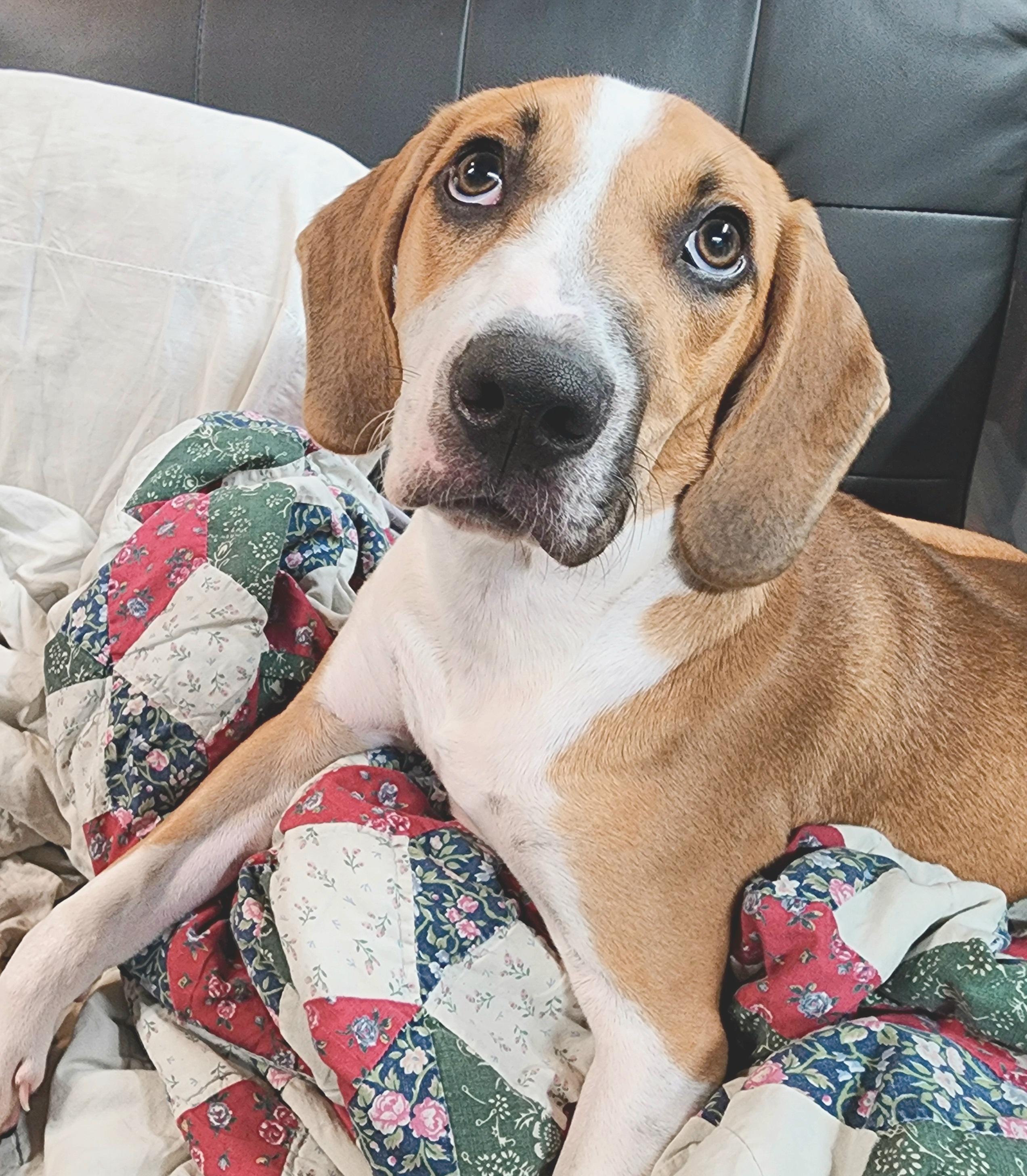 Enlarge Brock, a Adopted mixed breed in Kenner, LA image 2/3