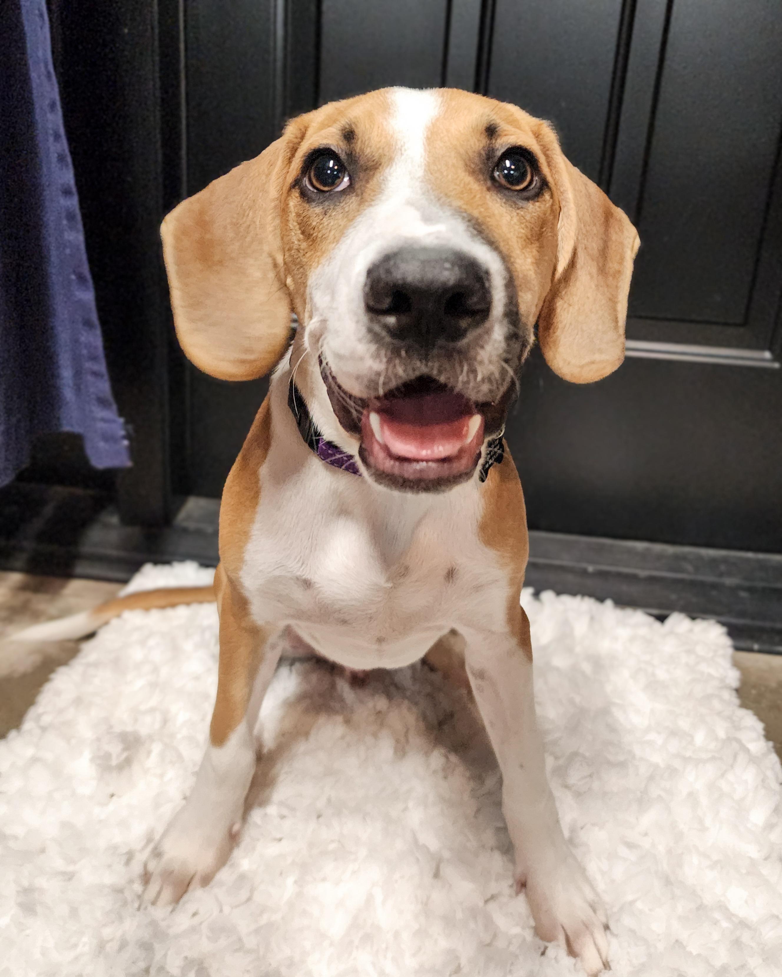 Brock, Adopted, Young Male Foxhound & Beagle.