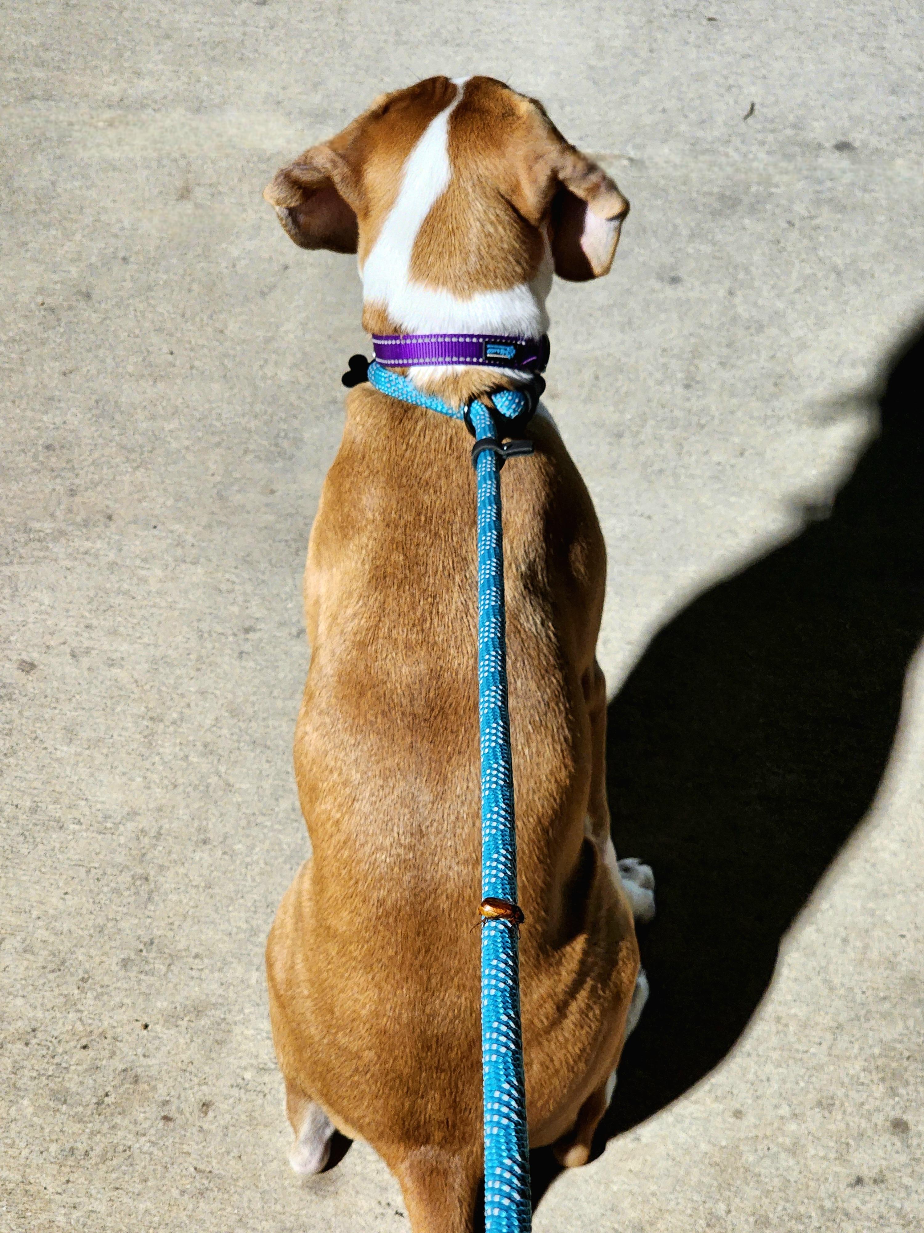 Enlarge Brock, a Adopted mixed breed in Kenner, LA image 3/3